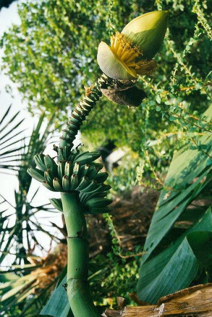 Garten21