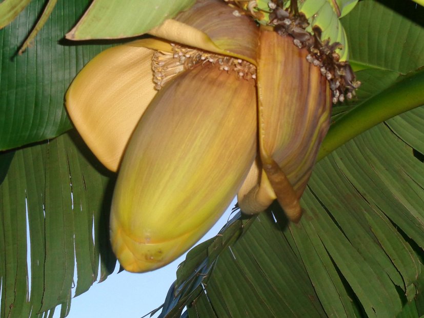 Garten6