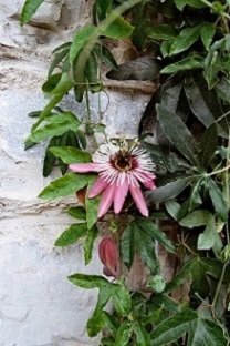 Garten77s