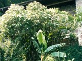 Garten27