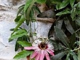 Garten77s